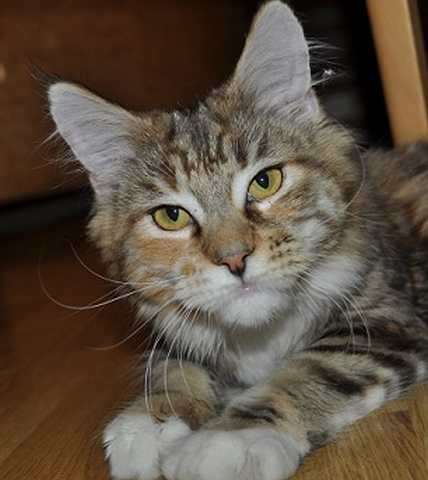 Maine coon mit Papiere
